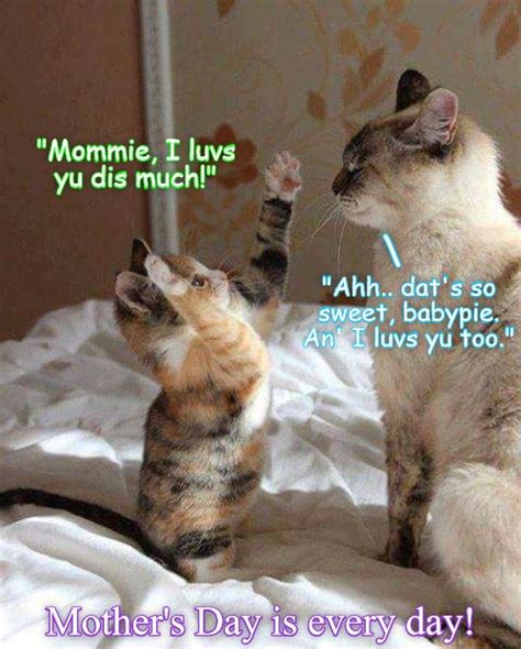 Happy belated Mother's Day - Lolcats - lol | cat memes | funny cats ...