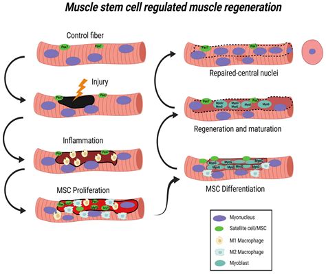 Muscles | Free Full-Text | The Role of Mitochondria in Mediation of ...