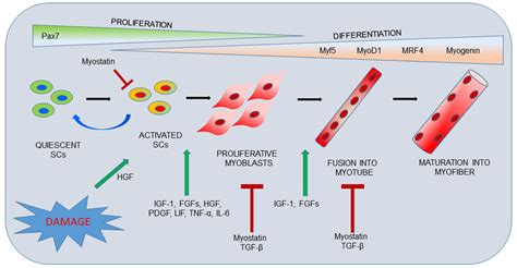 How do myoblasts differentiate into muscle cells | Reprokine