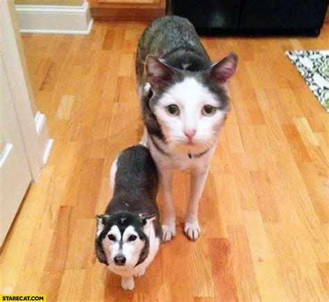 Dog and cat face swap | StareCat.com