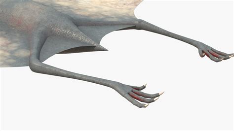 8K Realistic Pterodactyl 3D Model - TurboSquid 2074871