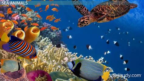 Sea Animals | Facts & Types - Lesson | Study.com