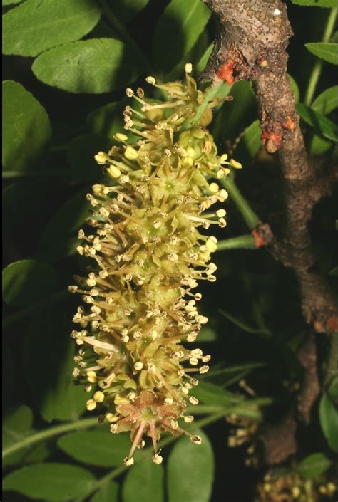 Gleditsia triacanthos (honey-locust): Go Botany