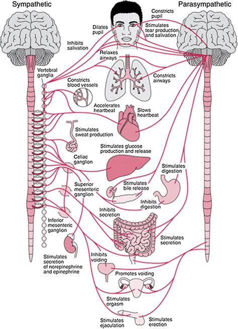 Anatomical Nervous System Chart