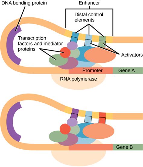 Rna Polymerase Binds To The Gene's Promoter