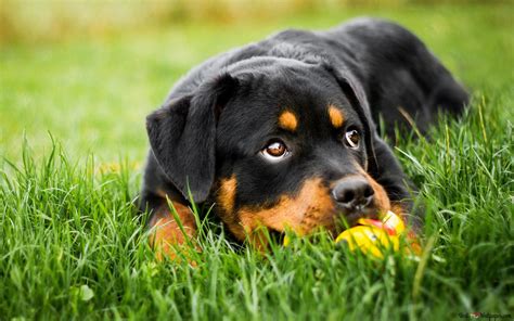 Actualizar 70+ imagen fond d écran de rottweiler - fr.thptnganamst.edu.vn