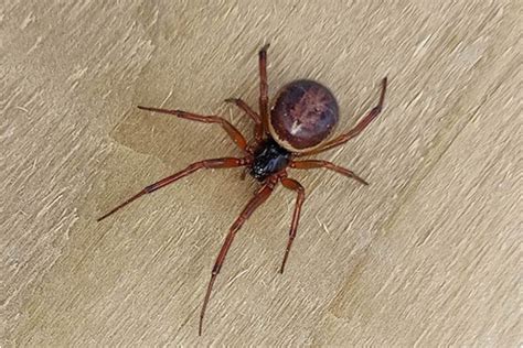 False Widow Spiders Known for Biting People While They Sleep are on the ...