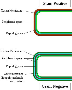 Gram-positive bacteria - Wikipedia