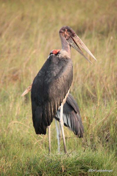 Birds of the Okavango Delta | Bird, Nature animals, Birds