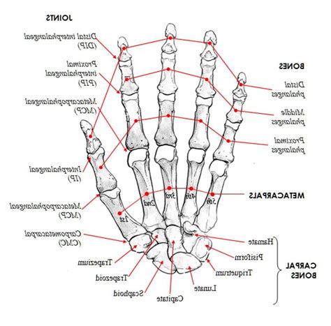 Hand Skeletal Anatomy