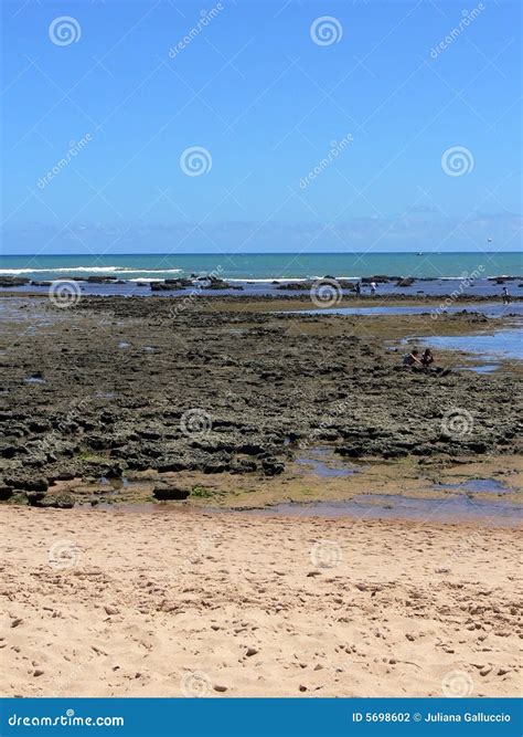 Praia do Forte beach stock photo. Image of beauty, beach - 5698602