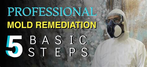 5 Basic Steps for Professional Mold Remediation – Infographic | Service ...