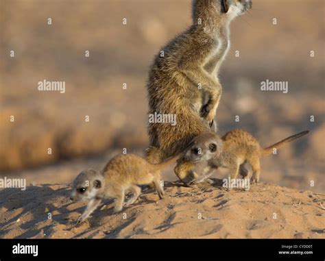 suricate meerkat babies playing Stock Photo - Alamy