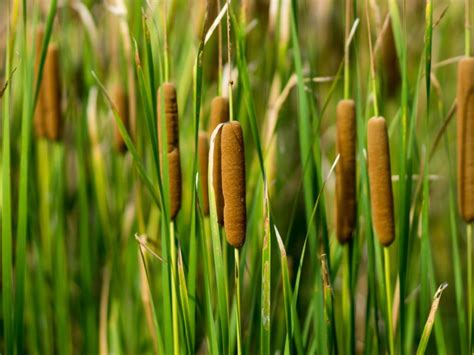 Cattail Plants: Growing Information And Cattail Control