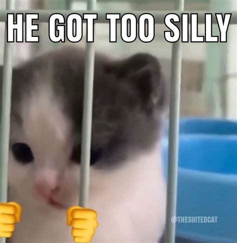 He Got Too Silly | Silly Cats | Know Your Meme