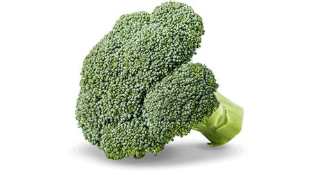 Broccoli - Agroter