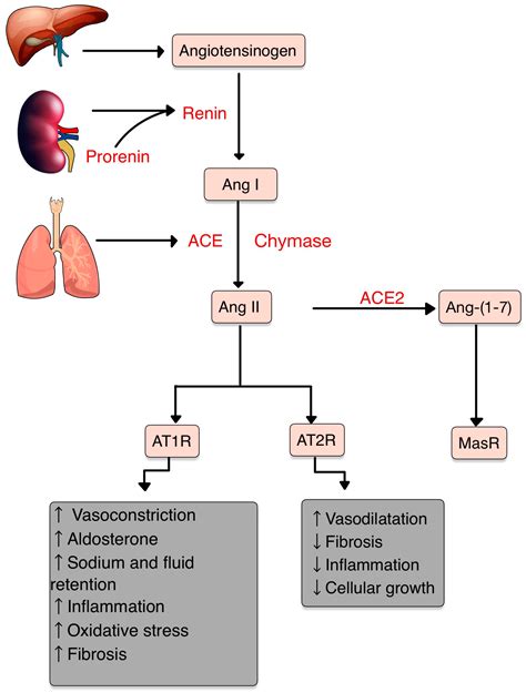 Diagnostics | Free Full-Text | The Renin-Angiotensin System: The ...