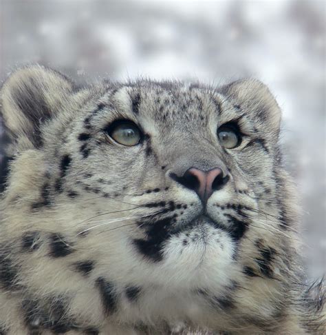 Snow Leopard Conservancy–Wildlife Conservation Network