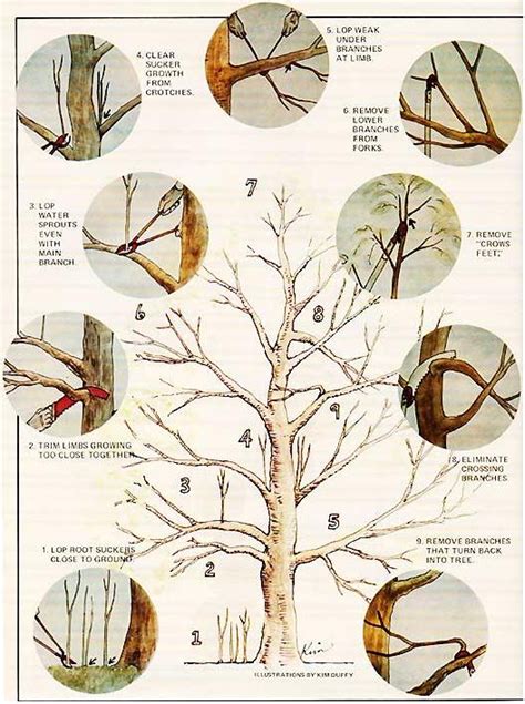 How to Prune an Apple Tree - Organic Gardening - MOTHER EARTH NEWS ...