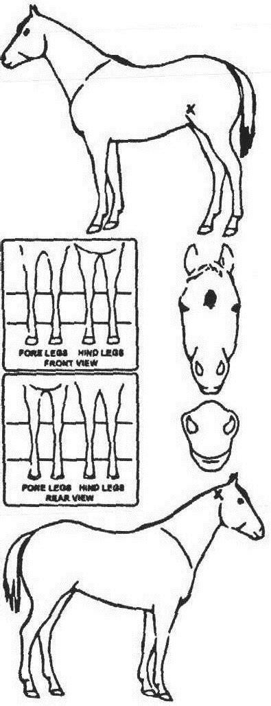 iCompete - Animal Details