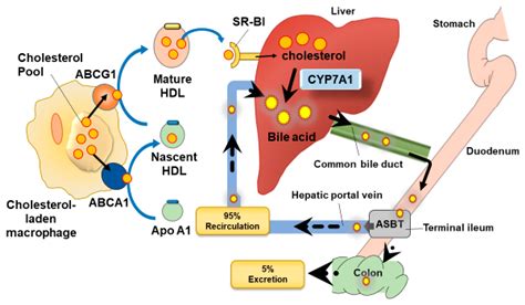 Nutrients Free Full Text Polyphenol Effects On Cholesterol | Free ...