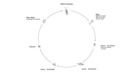 Lacewing Life cycle by ScribbleSticks on DeviantArt