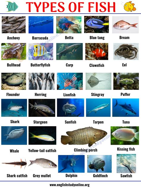 Interesting List of 29 Types of Fish with Pictures in English - English ...