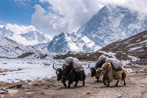 The Humble Yak: Icon of the Himalayas — xyzAsia