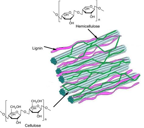 Schematic representation of lignin structure and its location in the ...