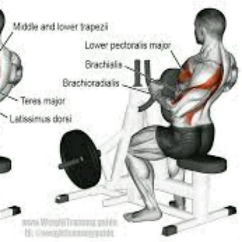 Isolated Seated Rows - Exercise How-to - Workout Trainer by Skimble