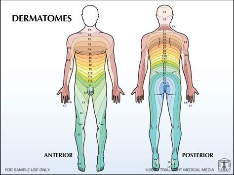 dermatomes and myotomes UE Diagram | Quizlet