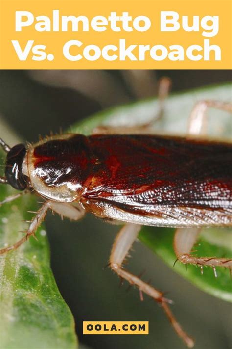 Palmetto Bug Vs. Cockroach -- How To Get Rid Of This Southern Pest ...