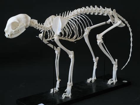 Cat Skeleton | Cat skeleton, Animal skeletons, Skeleton drawings