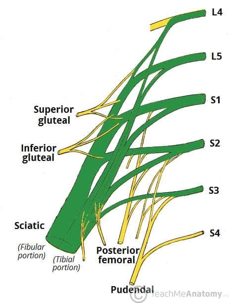 The Sacral Plexus - Spinal Nerves - Branches - TeachMeAnatomy