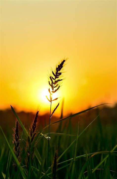 3840x2160px, 4K Free download | sunset on the paddy field. Landscape ...