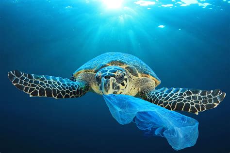 Ocean Plastic Pollution - Australian Marine Conservation Society