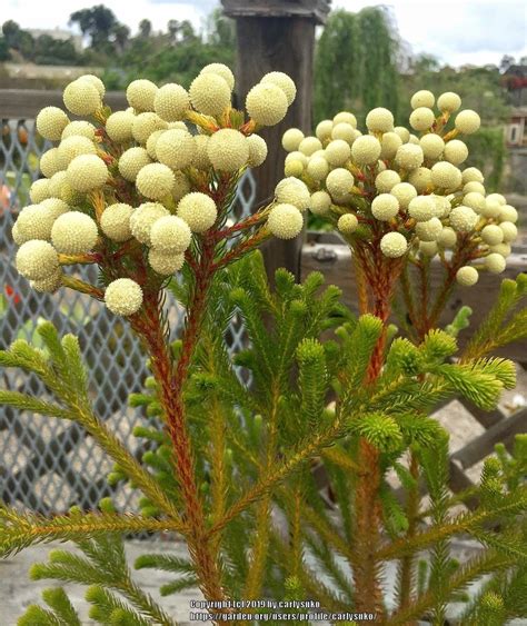 Photo of the stem, scape, stalk or bark of Coffee Bush (Berzelia ...