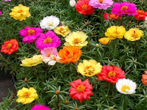 20 Plantas Resistentes al SOL 🌻 con Flores de Jardín | Ecología Hoy