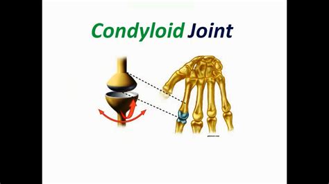 Condyloid Joint - YouTube