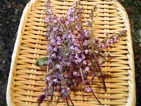 Recipes for Tom: Shiso perilla leaves, flowers and fruits