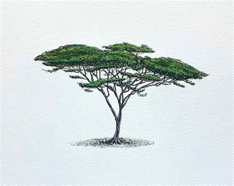 Acacia Tree. Original Wall Artwork. African Black Ink and - Etsy UK