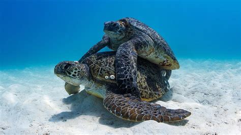 Sea turtles: Photos show violent mating season in Great Barrier Reef ...