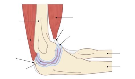 1.1.9 Example of Synovial (hinge) joint Human Elbow Joint Diagram | Quizlet