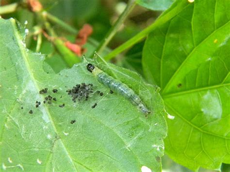 hibiscus leaf-roller caterpillar | Project Noah