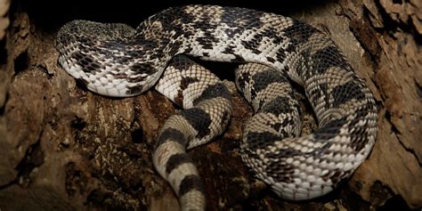 Northern pine snake | Smithsonian's National Zoo and Conservation ...