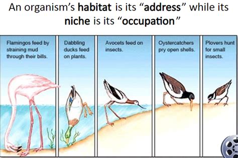 Niche Biology