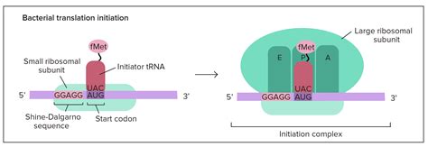 15. Elaborate how proteins' initiation, elongation, and termination ...