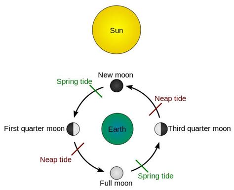 Ocean Tides Diagram