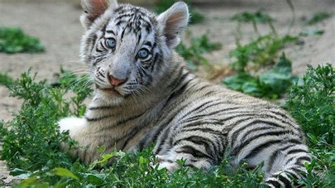 White Tiger Cubs Desktop Wallpapers - Wallpaper Cave