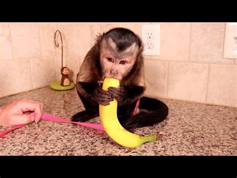 Monkey Peeling Banana! - YouTube